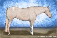 Horse Color:Chestnut Appaloosa
