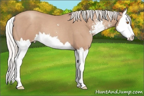 Horse Color: Silver Classic Champagne Roan Sabino Splash 