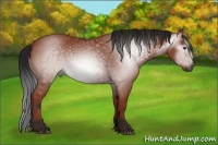 Horse Color:Gray Bay 
