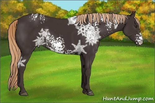 Horse Color: White Spotted Liver Chestnut Ice 