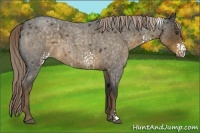 Horse Color:White Spotted Chocolate Palomino Roan 