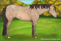 Horse Color:Amber Champagne Ice 