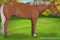 Horse Color:Silver Bay 