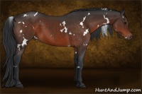 Horse Color:White Spotted Brown 