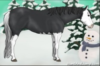 Horse Color:Black Splash 