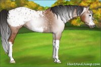 Horse Color:Gray Bay Splash Frame Appaloosa 