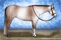 Horse Color:Gray Bay 