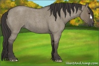 Horse Color:Smoky Grullo Roan 