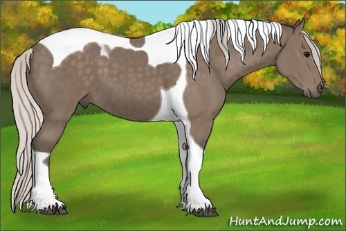 Horse Color: Silver Black Sabino Tobiano 