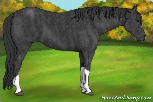 Horse Color: Black  Brindle