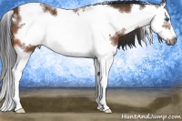 Horse Color:White Spotted Bay Splash Frame