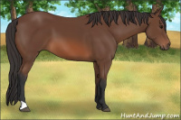 Horse Color:Bay 