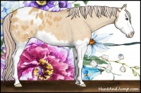 Horse Color:Palomino Dun Splash Appaloosa 