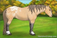 Horse Color:Buckskin Sabino Blanket Rabicano 