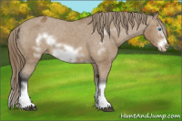 Horse Color:Buckskin Sabino Splash Frame Blanket 