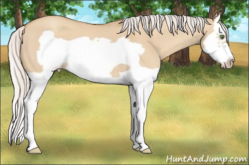 Horse Color:Silver Classic Champagne Dun Splash Frame 