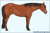 Horse Color:Bay 