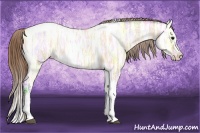 Horse Color:Bay Ice Dun Splash Tobiano Appaloosa 