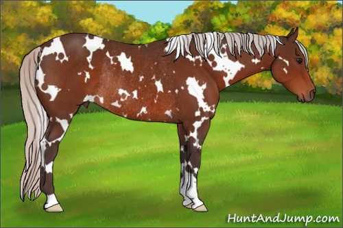 Horse Color: White Spotted Silver Brown Rabicano 