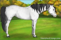Horse Color:White Spotted Blue Roan Rabicano 