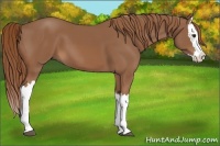 Horse Color:Chestnut Splash 