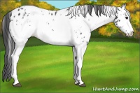 Horse Color:White Spotted Black Appaloosa Rabicano 