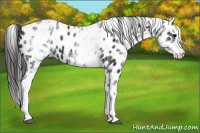 Horse Color:White Spotted Black Splash Appaloosa 