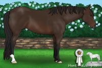 Horse Color:Gray Bay 