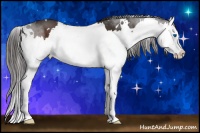 Horse Color:White Spotted Liver Chestnut Splash 