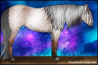 Horse Color:Gray Bay Roan 