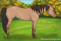 Horse Color:Bay Dun