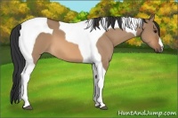 Horse Color:Bay Dun Tobiano