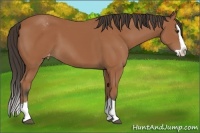 Horse Color:Bay Splash Varnish 