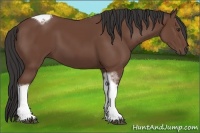 Horse Color:Bay Tobiano Frame 