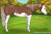 Horse Color:Chestnut Sabino Splash 