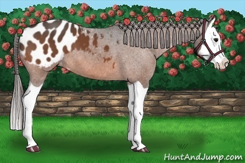 Horse Color:Bay Splash Appaloosa 