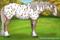 Horse Color:Chocolate Palomino Splash Near Leopard 