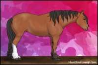 Horse Color:Bay 
