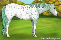 Horse Color:Watercolor Bay Appaloosa 