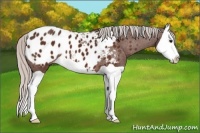 Horse Color:Silver Brown Splash Appaloosa 