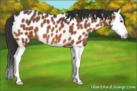 Horse Color:Brown Splash Appaloosa
