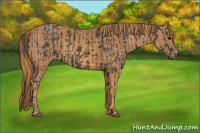 Horse Color:Black  Brindle