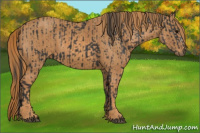 Horse Color:Black  Brindle