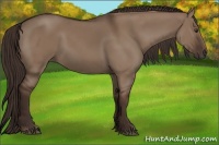 Horse Color:Liver Red Dun 