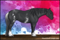 Horse Color:White Spotted Black 