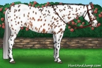 Horse Color:Bay Leopard 