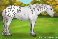 Horse Color:Grullo Appaloosa 