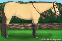 Horse Color:Buckskin 