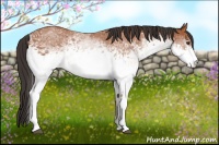 Horse Color:White Spotted Bay 
