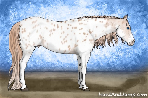 Horse Color: Brown Pearl Splash Blanket Rabicano  Brindle